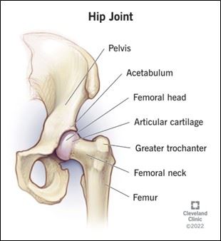 A diagram of the hip joint

AI-generated content may be incorrect.